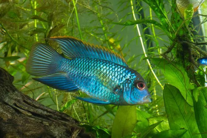 Blue diamond discus Discus fish, Tropical fish aquarium, Aquarium fish
