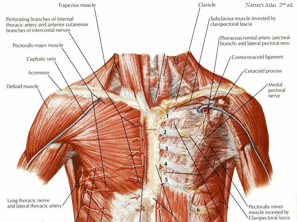 Название грудных мышц. Малая грудная мышца иннервация. Анатомия шыцы грудной клетки. Мышцы груди анатомия человека. Грудная клетка мышцы анатомия рисунок.