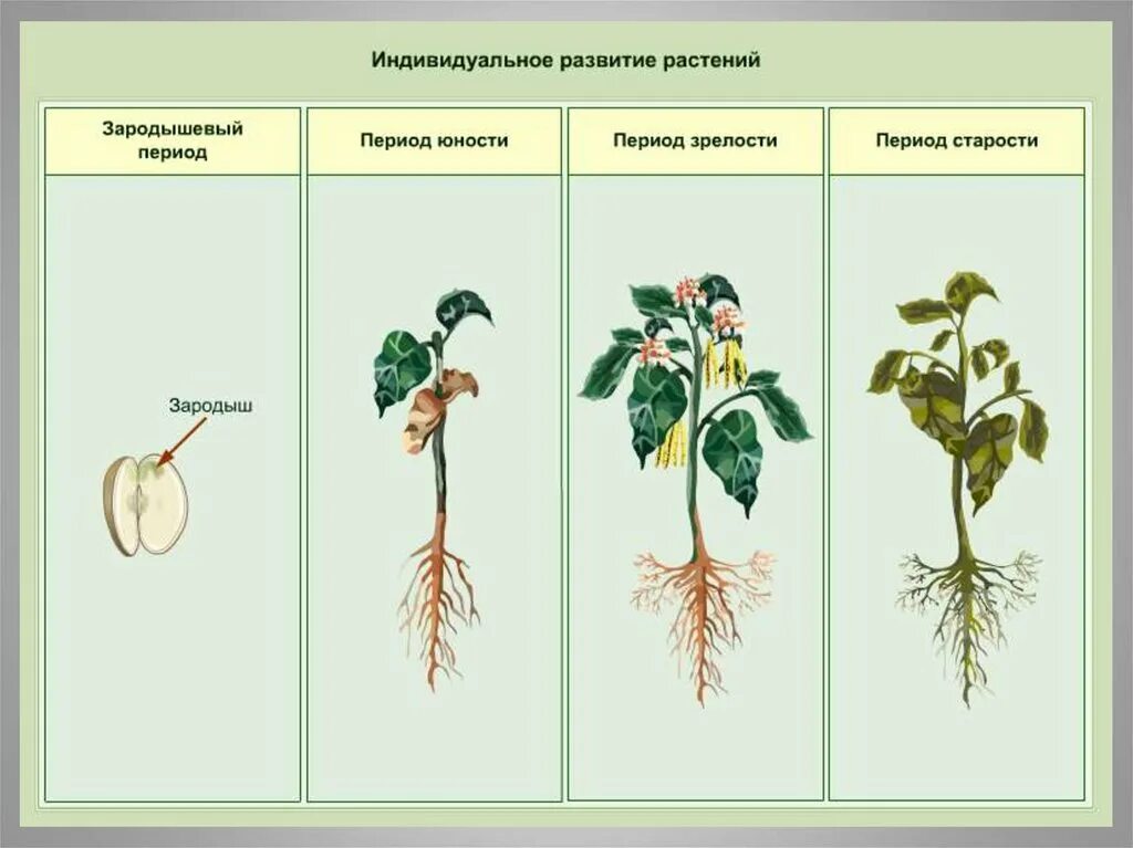 Жизненный цикл овощных растений по маркову. Вегетативная стадия растения. Индивидуальное развитие растений. Стадии развития растений. Периоды развития растений.