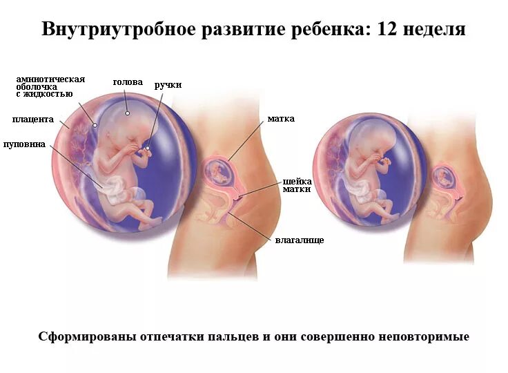 Плод на 12 неделе беременности. 12 Недель беременности размер чего ребенок. Эмбрион на 12 неделе беременности. 12 Недель беременности развитие плода. На 12 неделе тянет