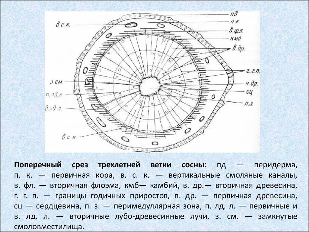 Поперечный срез ветви сосны. Анатомическое строение стебля сосны обыкновенной. Срез стебля сосны строение. Поперечный срез стебля сосны.