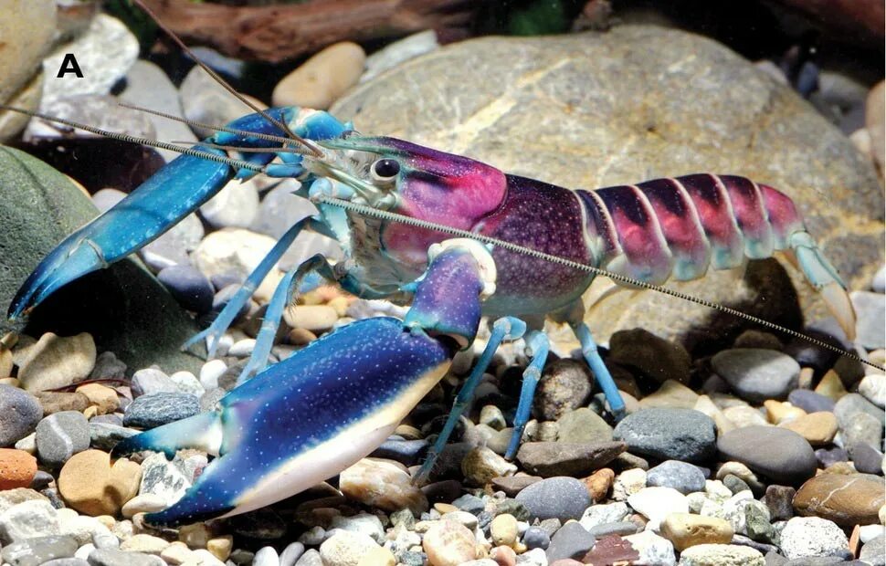 Флоридский лангуст. Cherax quadricarinatus. Cherax boesemani. Красный Флоридский краб.