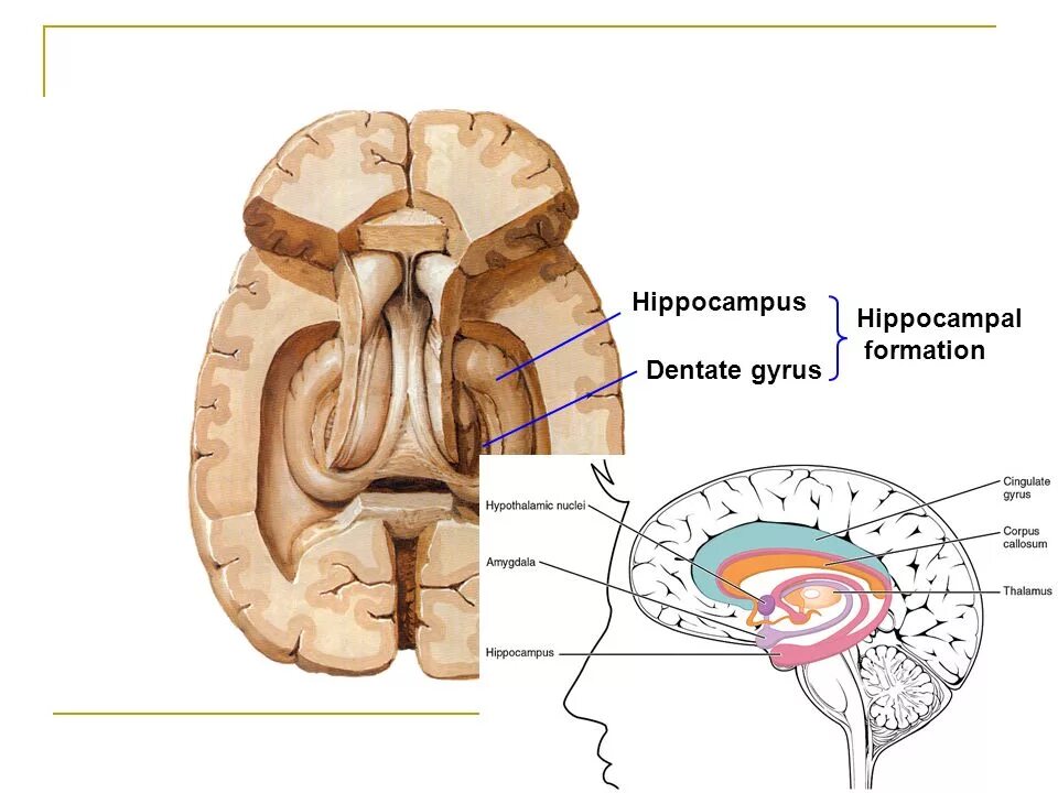 Повреждение гиппокампа. Зубчатая извилина гиппокампа. Аммонов Рог гиппокампа. Гиппокамп анатомия. Гиппокамп расположение.