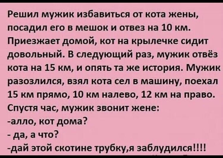 Хочу мужчину рассказ. Анекдот про кота и мужика. Анекдот про кота и мужика который заблудился. Анекдот про кота и лес и мужика. Анекдот про мужика и кота которого увозят.