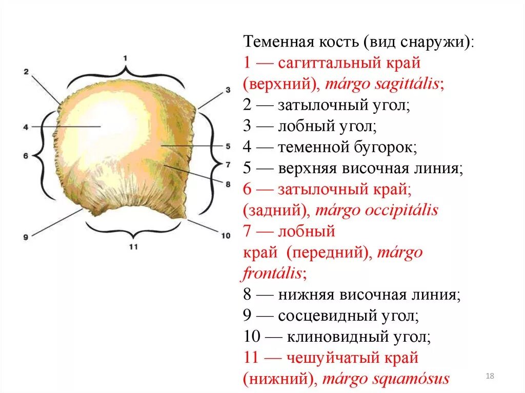 Теменная кость отдел