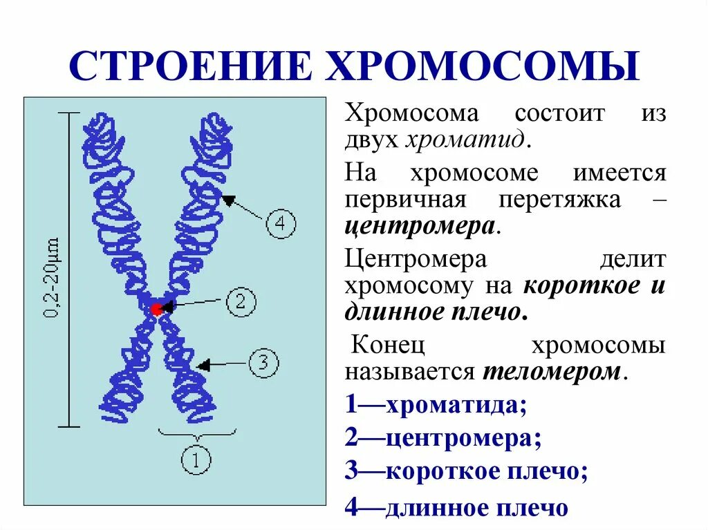Днк находится в каждой клетке