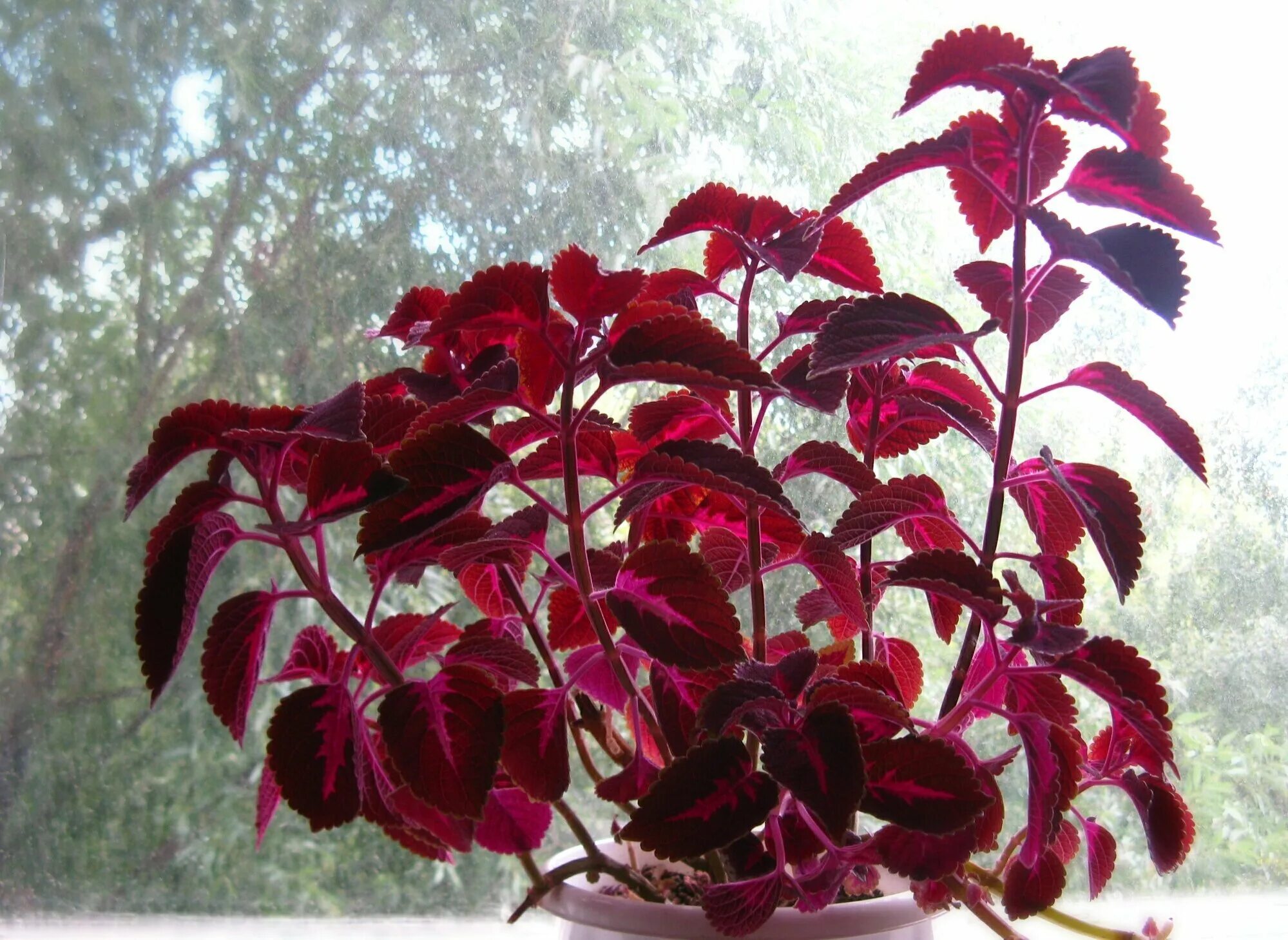 Как называется цветок бордового цвета. Колеус крапивка. колеус red croton. цветок крапивка колеус. колеус red croton ii.