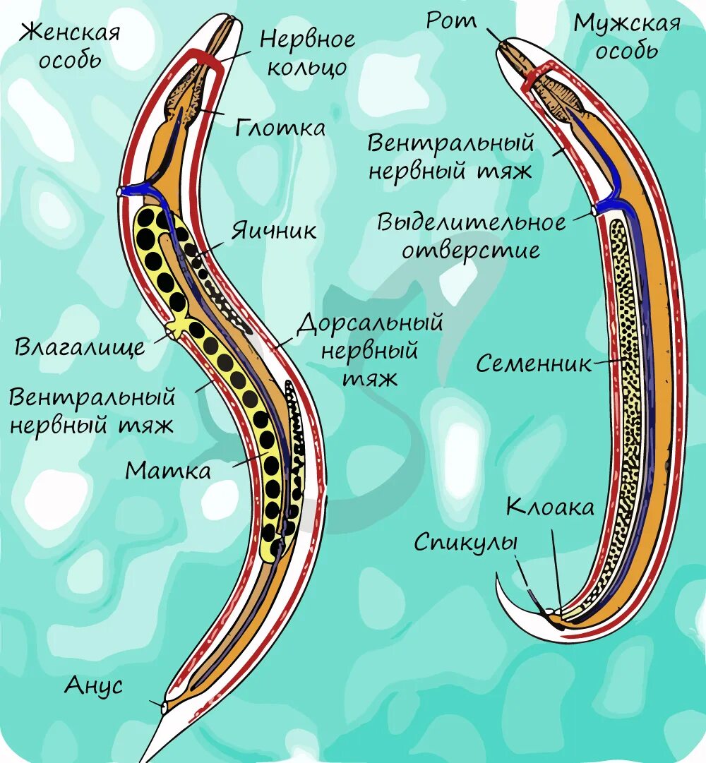 Анатомия самки аскариды. Аскарида человеческая самка строение. Половая система круглых червей. Круглые черви строение тела.