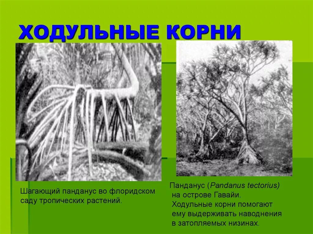 Панданус видоизменение корня. Ходульные корни pandanus tectorius. растения с ходульными корнями. ходульные корни кукурузы. ходульные корни примеры растений.