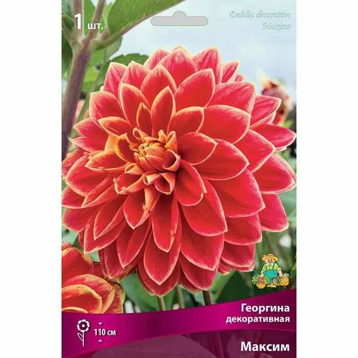 Георгин максим фото Dahlia 'Maxime' Flower farm, Growing dahlias, Flowers