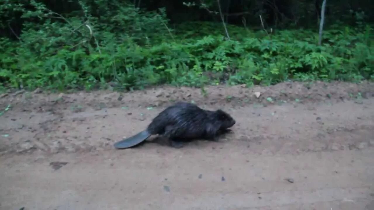 бобры набпадает на людей?. огромный бобер. бобры нападают. бобры нападают. бобры набпадает на людей?.