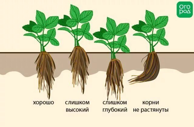 Можно ли заглублять огурцы. Корневая шейка у земляники. Правильная посадка фриго клубники. Фриго корневая. Корни клубники фриго.