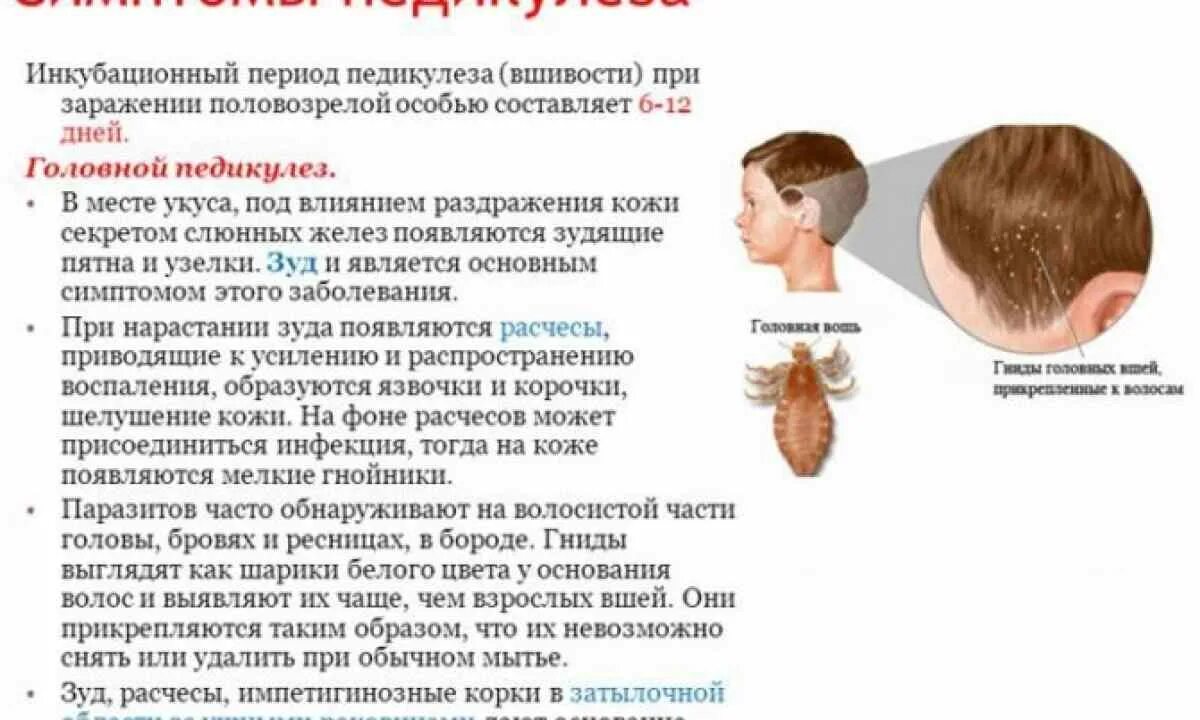 Педикулез карта. Симптомы головного педикулеза. Симптомы педикулеза основные. Как заражаются педикулезом.