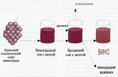 Схема производства вина. Схема изготовления вина. Этапы производства красного вина. Схема делания вина. Производство красного вина