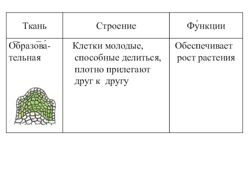 Образовательная ткань выполняет функцию. Таблица ткани растений 6 класс биология. Строение ткани растений 6 класс по биологии. Растительные ткани и их функции 6 класс биология. Ткани растений строение и функции.