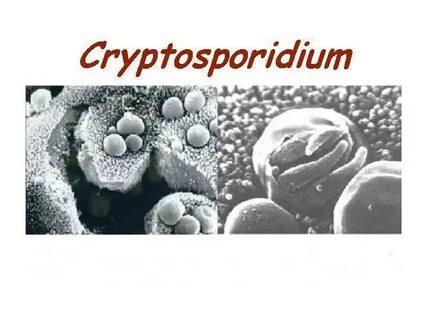 Криптоспоридии