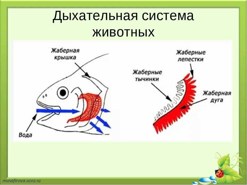 Особенности дыхания зверей