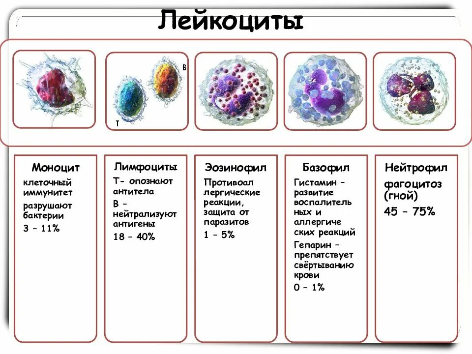 Количество т клеток. Строение лейкоцитов. Строение лейкоцитов схема. Лимфоцит строение клетки. Функции клеток крови лейкоцитов.