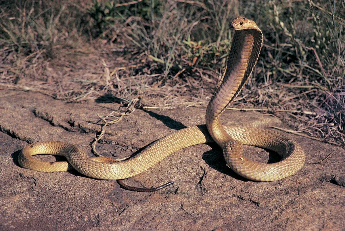 Королевская Кобра гамадриад. Египетская Королевская Кобра. Ядовитая змея Королевская Кобра. Королевская Кобра 5 метров. Почему змею назвали змеей