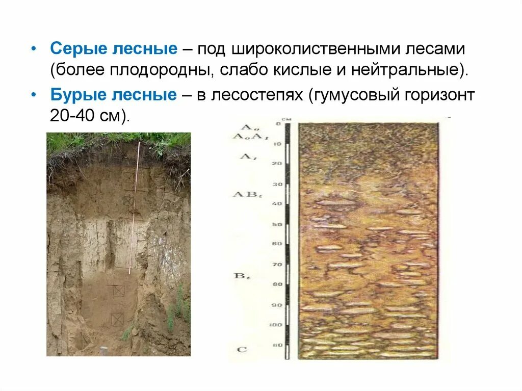 Серые Лесные оподзоленные почвы. Почвенный профиль серых лесных почв. Серые Лесные почвы плодородие. Плодородие серой Лесной почвы. Состав серых лесных почв