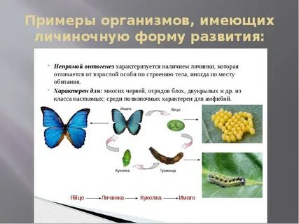 Какое значение в жизни имеет стадия личинки