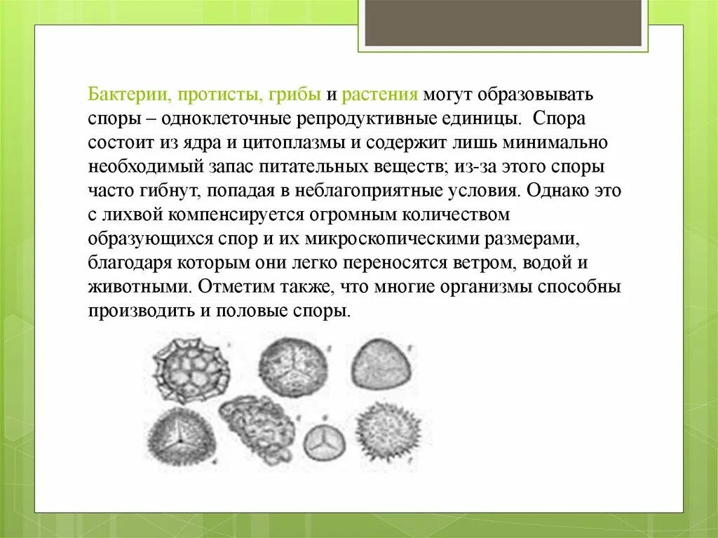 В отличие от споры бактерии споры грибов. Отличие спор бактерий от спор грибов. Споры бактерий и грибов. Споры бактерий состоят из. Какие бывают споры