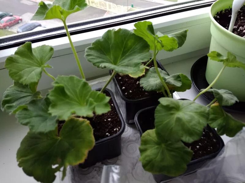 пересадка пеларгонии. герань пеларгония росток. герань королевская черенок. перевалка черенков пеларгонии. корни пеларгонии.