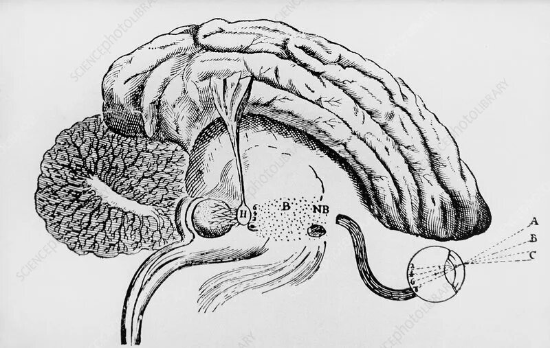 Железа мозга 7. Рене Декарт шишковидная железа. Шишковидная железа рентген. Шишковидная железа в разрезе. Шишковидная железа рисунок карандашом.