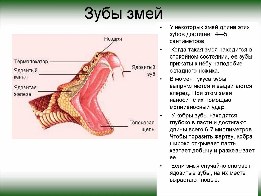 Воспринимаются термолокаторами некоторых пресмыкающихся