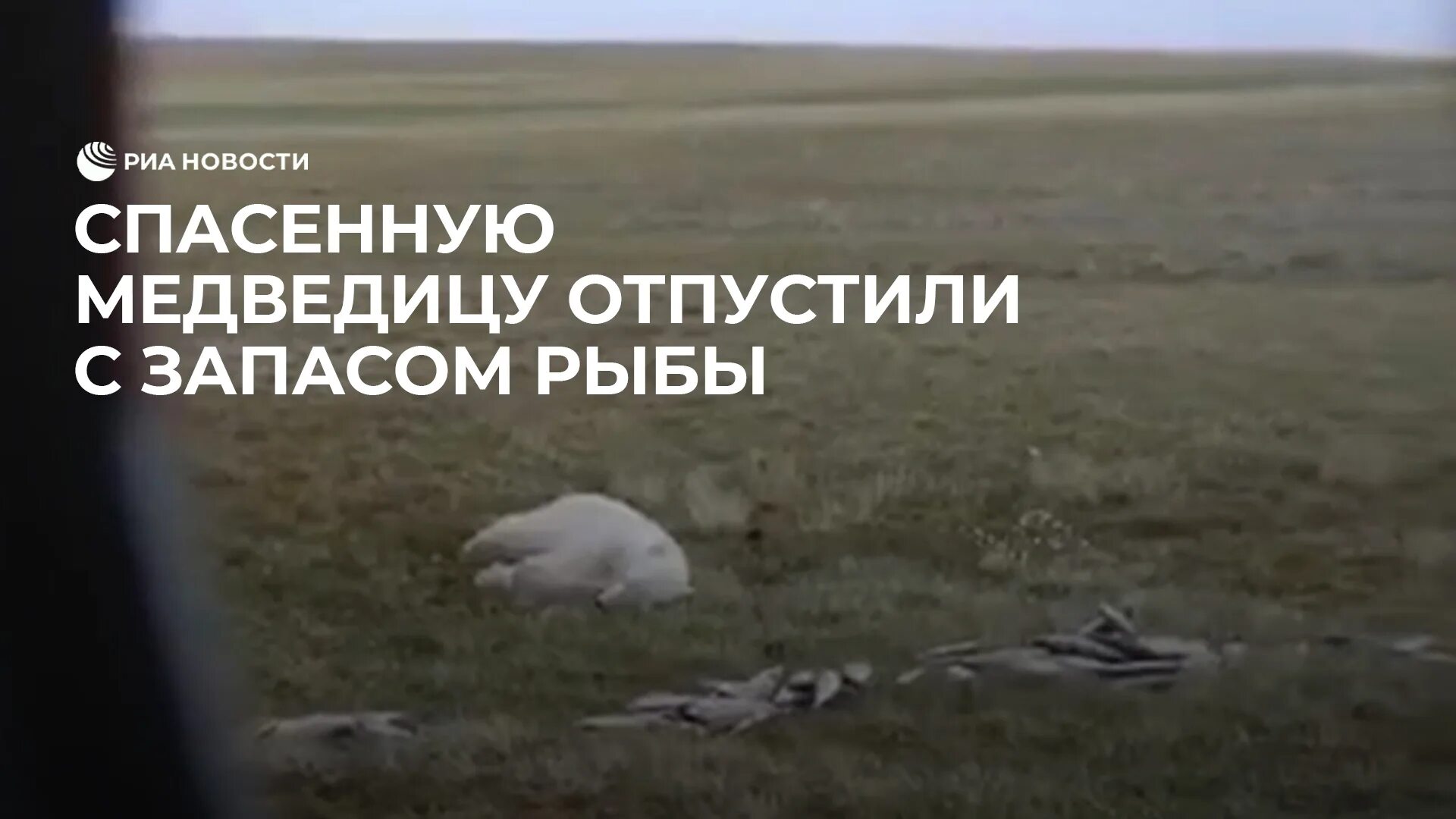 Спасенную медведицу