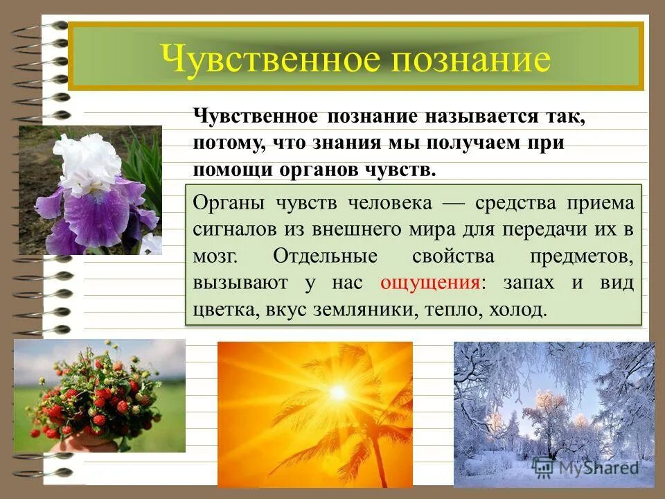 Познание авторы познания. Чувственное познание. Познание. Чувственное познание.. Чувственное познание это в обществознании. Чувственное познание ощущение.