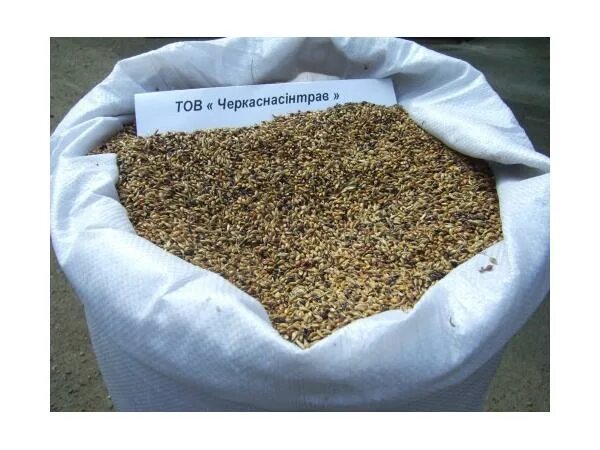 Авито семена трав. Семена трав: суданская трава. суданка семена. суданка семена фото. семена суданской травы фото.