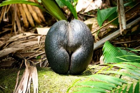 Le Coco de mer, le "fruit défendu" .