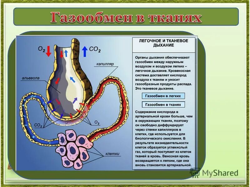 Внешнее легочное дыхание. Процесс газообмена в клетках тканей. Схема газообмена в организме человека. Легочное и тканевое дыхание схема. Процесс газообмена в легких и тканях.