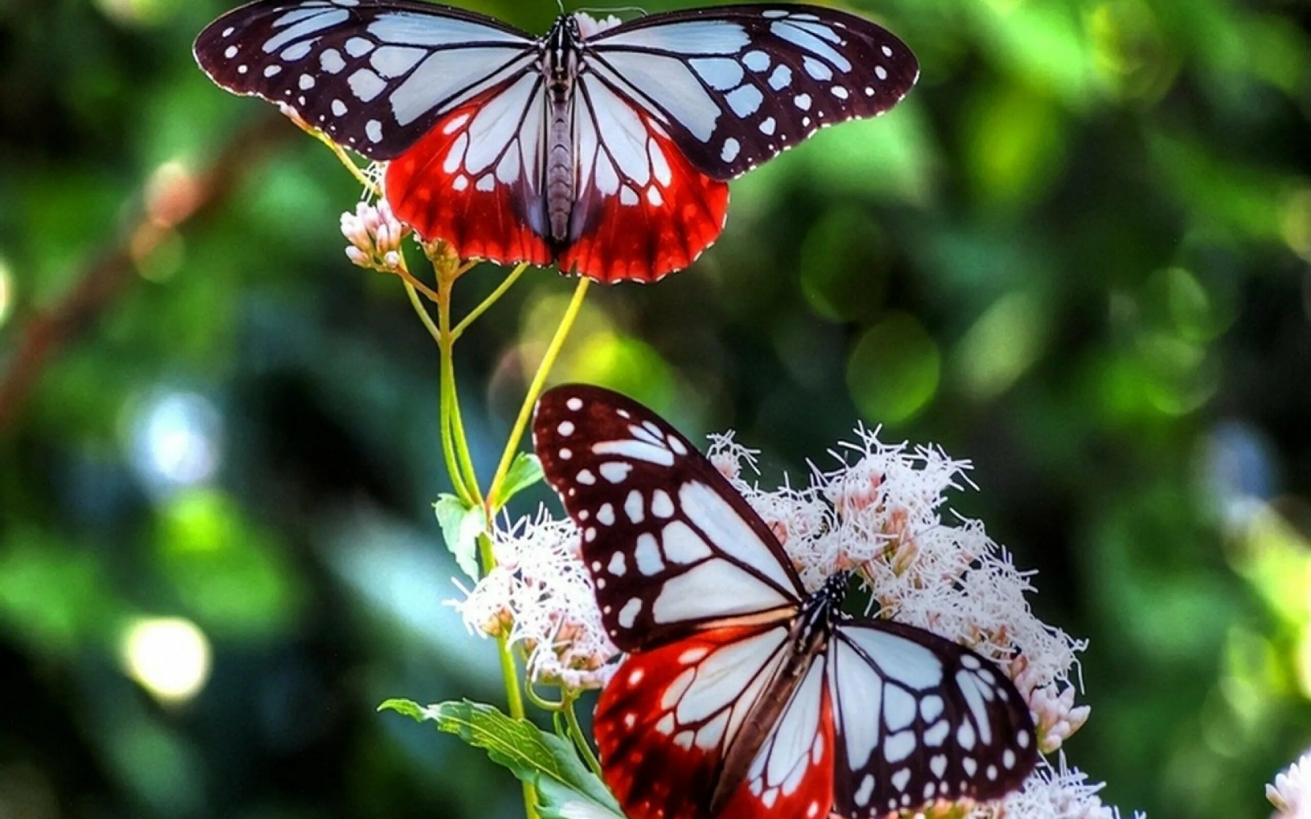 Картинку на экран телефона красивые обои. Яркие бабочки. Бабочка на цветке. Бабочки в природе. Заставка бабочки.