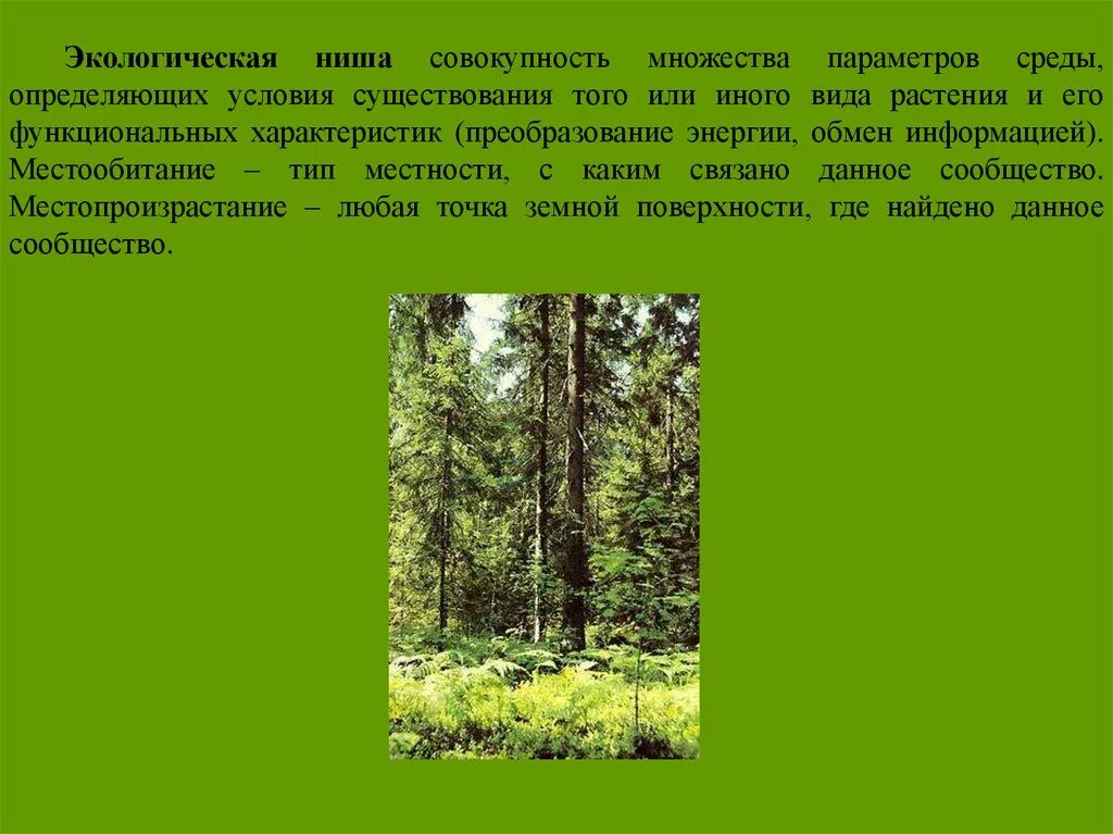 Чем различаются местообитания и экологическая ниша. Экологическая ниша. Экологическая ниша растений. Экологическая ниша травы. Экологическая ниша у цветов.