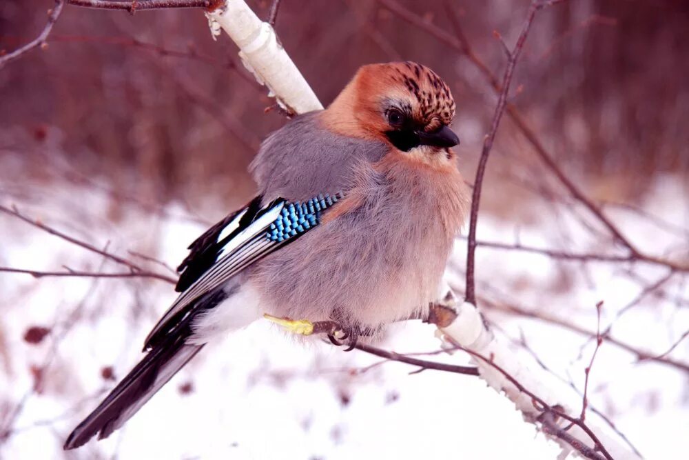 сойка в москве птица. дрозд рябинник зимой. крупные птицы подмосковья зимой. зяблик птица зимой. крупные птицы подмосковья зимой.