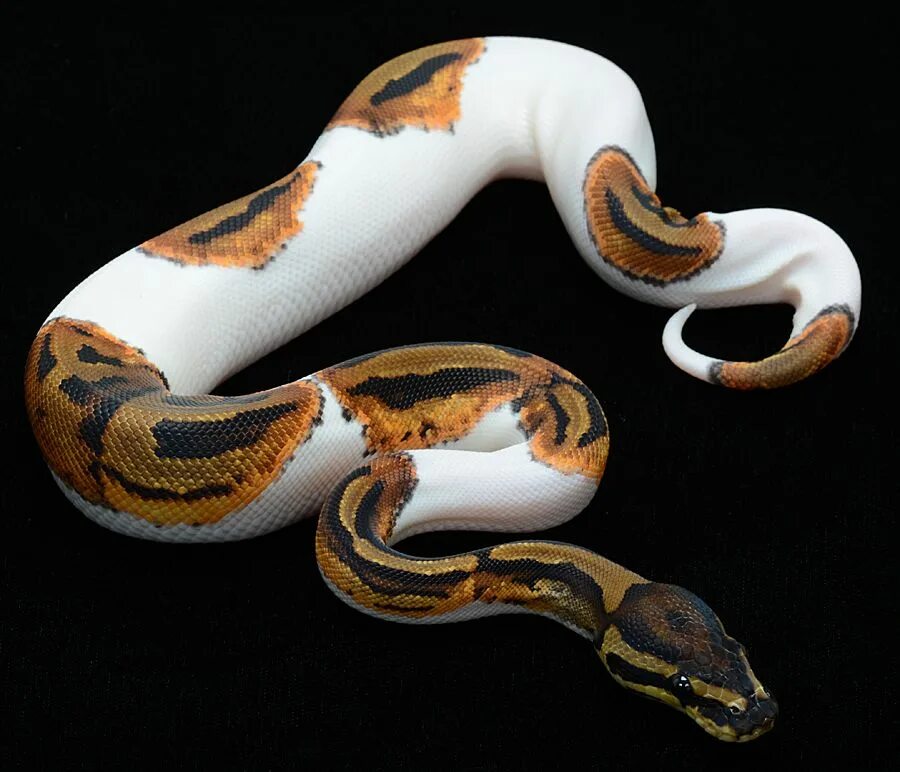 Ленточная мурена (rhinomuraena quaesita) гифка. Гугл в python. Eel python документация. Eel python примеры интерфейса. Easy gui.