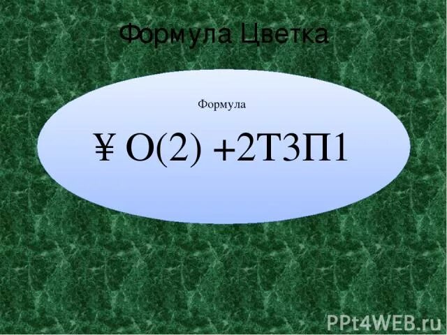 Слово из 5 первая т третья п. О2+2т3п1 формула цветка. О(2)+2т3п1. Формула о3+3т3+3п1. Формула цветка: л(2)т3п1.