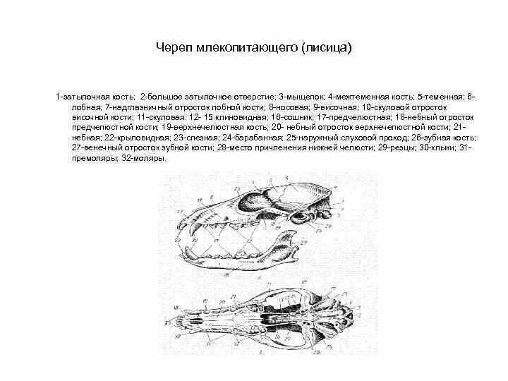 Соединение костей черепа млекопитающих. Мыщелки черепа млекопитающих схема. Наумов черепа млекопитающих. Схема черепа млекопитающих по Веберу. Череп лисицы снизу строение.