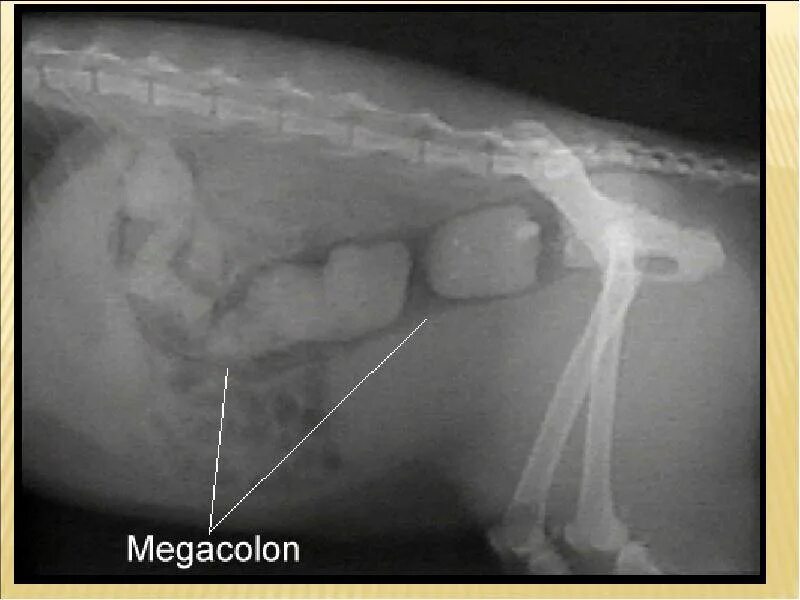 Рентген инвагинации кишечника у собаки. Копростаз и кишечная непроходимость. Тромб у кота