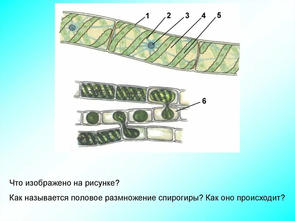 Спирогира низшее. Размножение спирогиры конъюгация. Спирогира водоросль размножение. Спирогира это колониальная водоросль. Вегетативное размножение спирогиры.