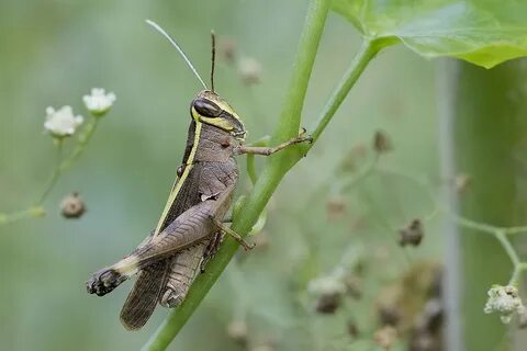 Short horned grasshopper