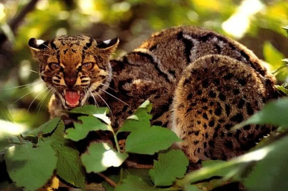 Лесная дикая кошка в экосистеме. Pardofelis Marmorata. Мраморная кошка Дикая. Marbled Cat (Pardofelis Marmorata. Кошка Темминка.