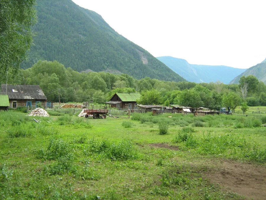 Кордона алтайский. Телецкое кордон чири. Кордона алтайский. Кордон чири горный алтайский. Кордон беле на телецком озере.