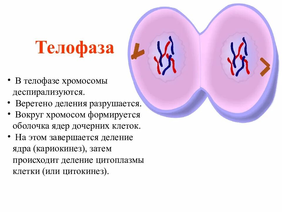 Что происходит в телофазе. Ядра дочерних клеток в телофазе. телофаза клетки. телофаза хромосомы. телофаза митоза.