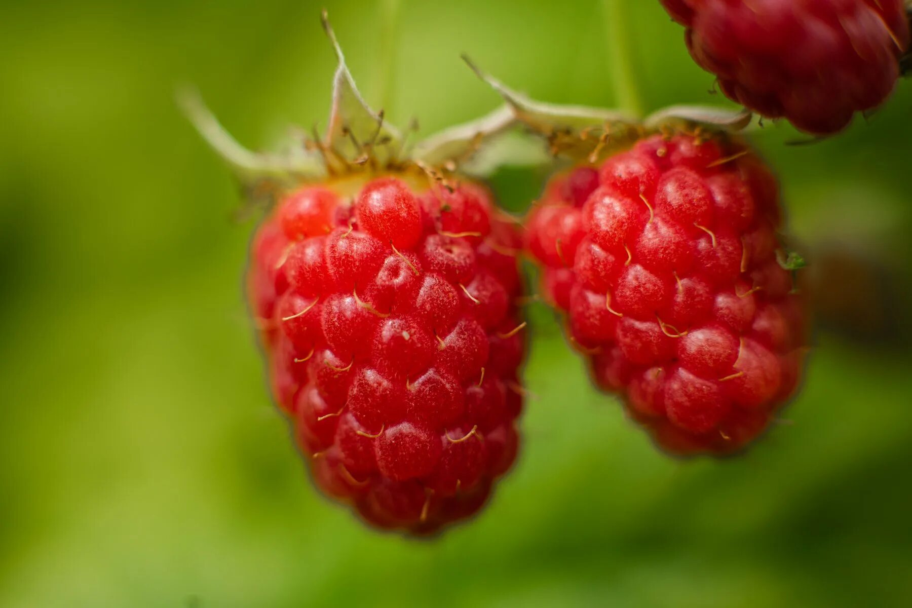 Harvest Fresh Fruit on a Small Scale