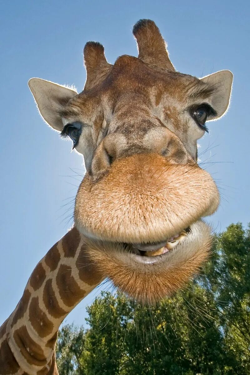Покажи улыбающихся зверей. Смешной Жираф. Веселые животные. Улыбающиеся животные. Жираф улыбается.