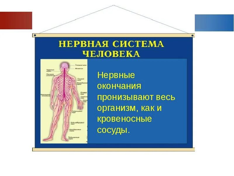 Работа нервных окончаний