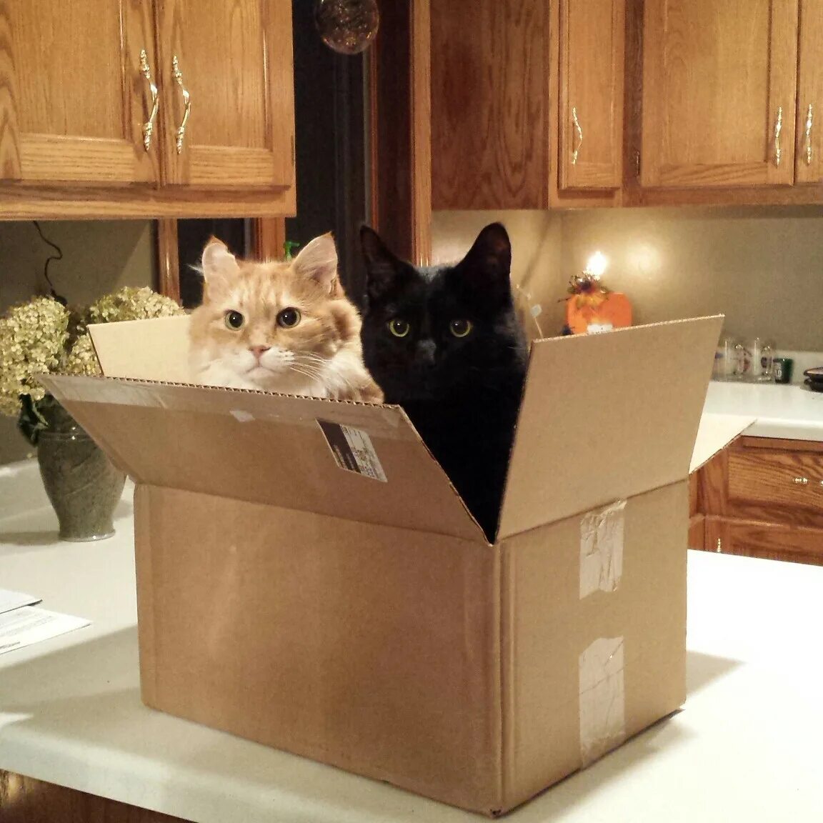 My cat box